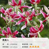 Садовая лилия черная красавица (18-20 см) 3 Шаровая одежда