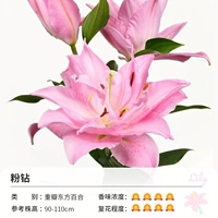 Dental Oriental Lily Diamond (18/20)
