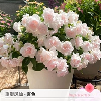 Direwn Fengxian Abricot Color 120#