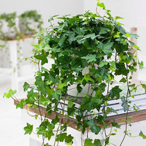 (Hongyue) Green Leaf Elf Heart Leaf Green Ivy Indoor Yin-tolerant Green Plant Potted Plants