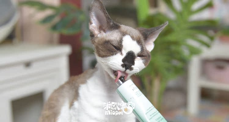 28 tháng 12, 19 | Đức Chunbao Cat Grass Cream Vitamin Active Cat Grass Cream Cream Cream 50g - Cat / Dog Health bổ sung sữa cho chó 6 tháng	