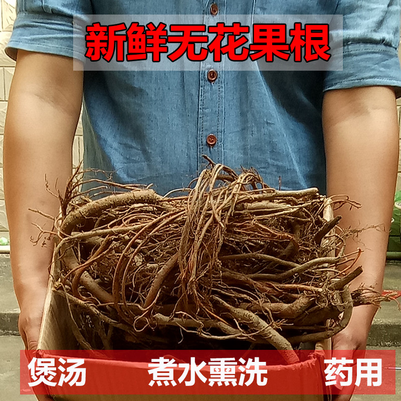 广西无花果根须怎么用?药用价值+炖汤泡茶全攻略🌿-无花果-淘宝百科网