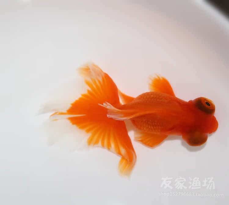 精品蝶尾金鱼 活体冷水鱼观赏鱼纯红黑国粹龙睛宠物鱼招财风水 热销款 水鱼 活体 观赏鱼 国粹 风水途虎网