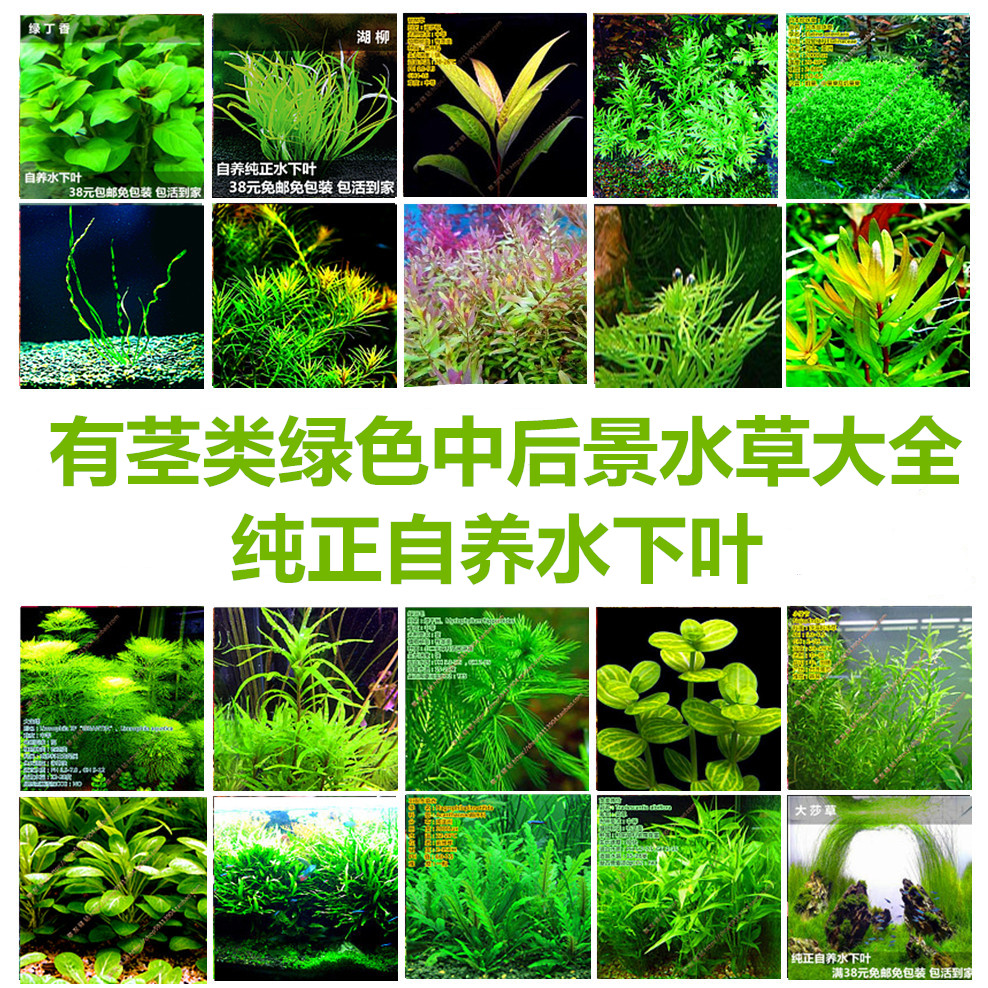 活體自養後景水草魚缸裝飾造景綠宮廷綠丁香珍珠草雪花草大寶塔