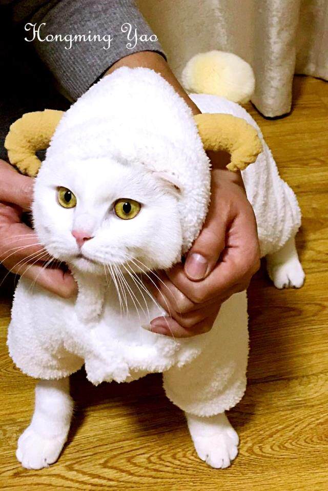 Yao Hongming Hand-made Cat Food Cat staple food Adult cat kitten Old cat Shrimp Salmon Beef sheep Chicken 900g