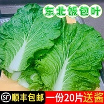 东北大白菜叶饭包叶即食蘸酱蔬菜包饭菜新鲜 20叶送酱顺丰