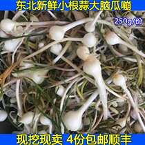 Small Root Garlic Governor White Hills Fresh Mountain Wild Vegetable Wild Garlic Brain Melon Garlic Net Vegetable 250 gr 4 copies Shunfeng Air