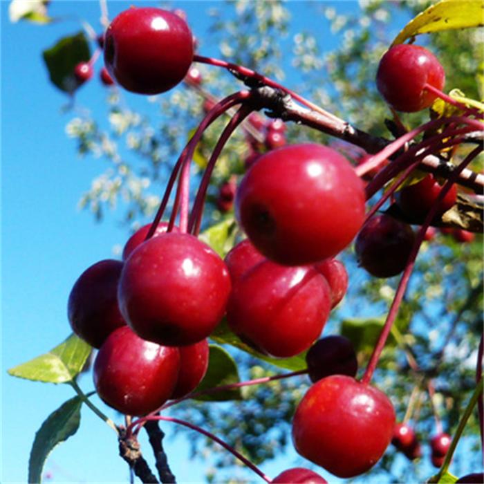 Northeast Changbai Mountain specialty sugar Plum Mountain Dingzi Mountain Nail Mountain Dingzi 500g 2 pounds