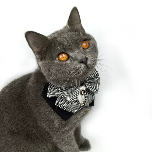 Шарф -шарф Alasamaya Triangle Walm свадьба свадьба свадебная свадьба ласточка хвост собака собака золотая свадьба мао