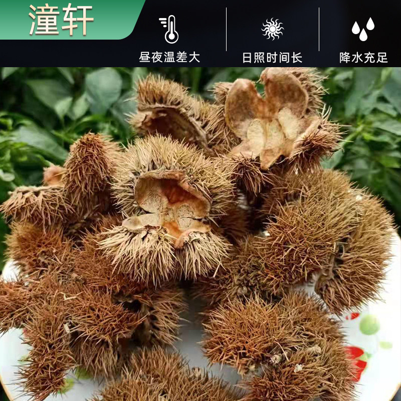 风栗壳:功效与作用探析-健康-淘宝百科网