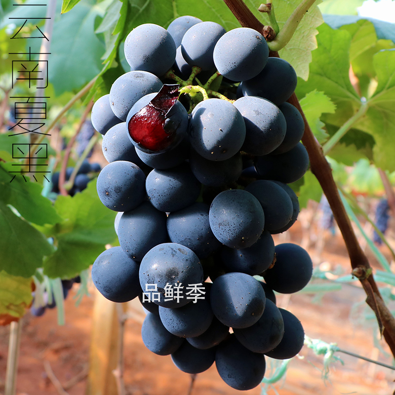 顺丰现货新鲜云南夏黑无籽甜葡萄：尝鲜必备，果香四溢的甜蜜诱惑！