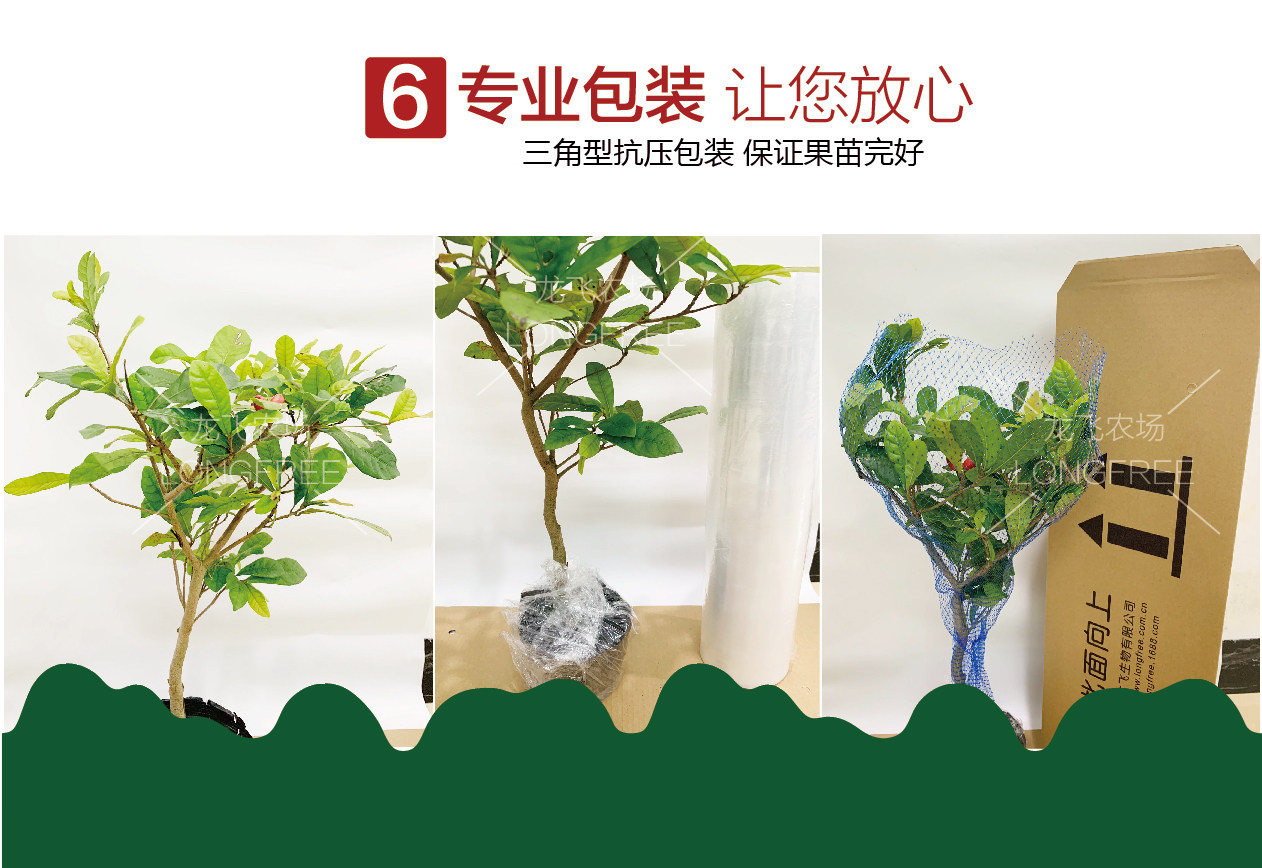 神秘果樹苗(圖13)