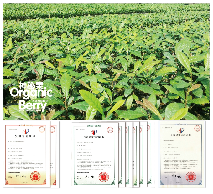 神秘果樹苗(圖7)