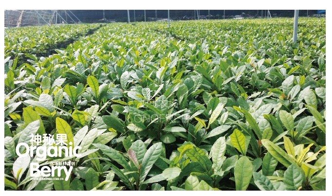 神秘果樹苗(圖9)