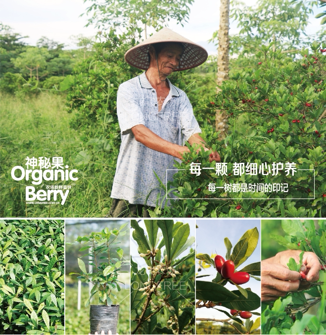 神秘果樹苗(圖4)