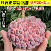 SF Express Guangdong Custard Apple Zhanjiang Rose Red Custard Apple Seasonal Fruit Freshly Picked Milky Annona