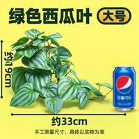 【Большой】 лист арбуза