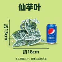 【Маленький】 Сянксианский лист таро