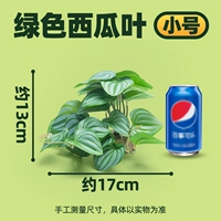 【Маленький】 лист арбуза