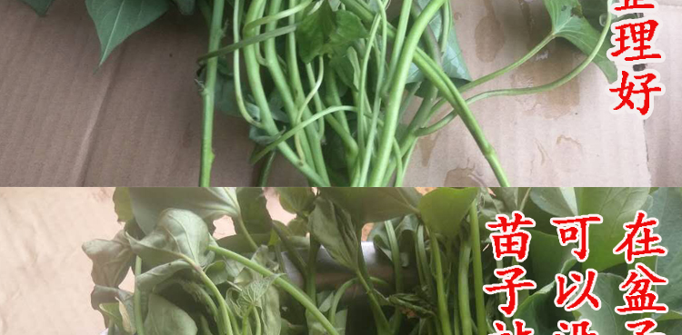 烟薯25号蜜薯苗糖心红薯头茬苗100株