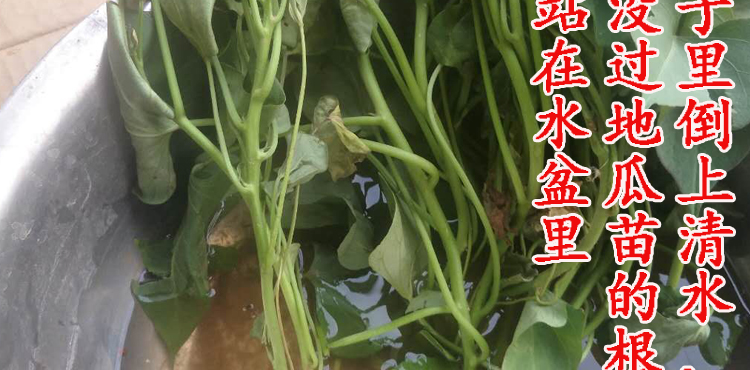 烟薯25号蜜薯苗糖心红薯头茬苗100株