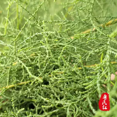 Red willow root red willow leaf Tamarix medicinal material Xihe Red Willow section Guanyin Willow Bodhisattva tree sawdust Flower saw Flower