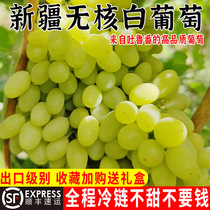 Xinjiang grape Turpans nuclear-free white fresh pregnant woman should season fruit horse milk with 5 catty of seedless grape