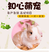 Pet mini coeared rabbit pure white crested eye length small dwarf rabbit living things small tea cup rabbit Dutch Rabbit Dodgers Rabbit