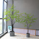 Japanese hanging bell tree, horse drunken wood, floor-standing simulated plant