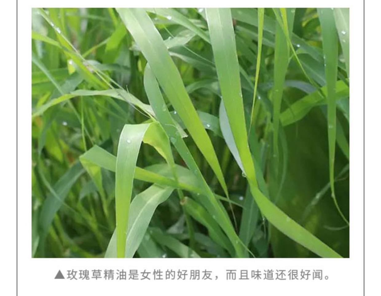Hoa hồng tinh dầu đơn phương để chống nấm, kích thích miễn dịch, sửa chữa bọt tắm, dược sĩ vàng Tiến sĩ Wong - Tinh dầu điều trị tinh dầu hương nhu