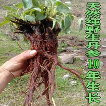 Natural ye dan can superior Salvia miltiorrhiza whole 250g may Danshen tablets grinding Salvia miltiorrhiza powder injection wild zi dan can