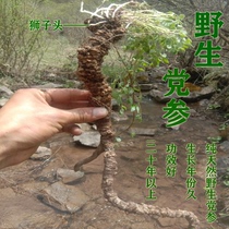 Wild Codonopsis 30-year-old special 500g sulfur-free whole root can cut Dangshen tablets with Astragalus Angelica