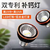 Green companion climbing pet UVB bulb Turtle sun back light calcium supplement three-in-one lizard Chameleon reptile 10 0 lamp 5 0