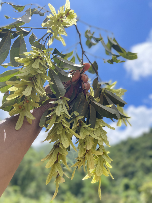 Wild Yellow Wolfberry Sweet Tea, Yellow Wolfberry Scented Tea, Yellow Wolfberry Sweet Tea, Large-Leaf Sweet Tea, Large-Leaf Mountain Tea, Luo Han Fruit Flavor