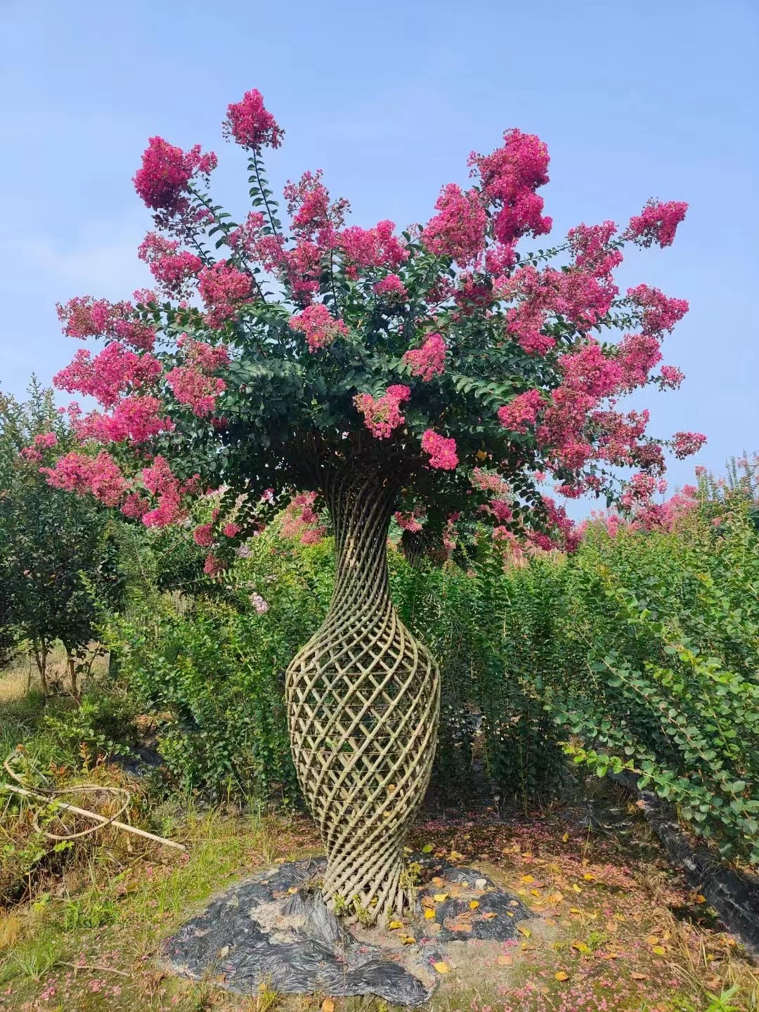 一家花房盆景造型的LOGO