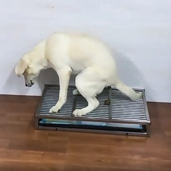 Dog Toilet for Medium-Sized Dogs, Large Stainless Steel Anti-Trampling Cat Litter Inducer, Fixed-Point Urine Pad, Extra-Large Toilet with Heightening