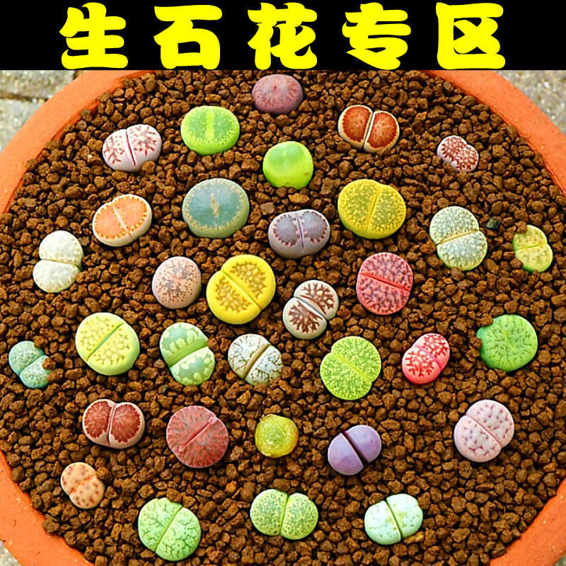 多肉植物生石花红窗玉紫勋无比玉毛汗尼红敏玉酒红菊纹章红大内玉