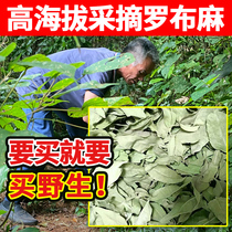 深山纯野生罗布麻茶250g中药材下血压官方旗舰店新疆罗布麻