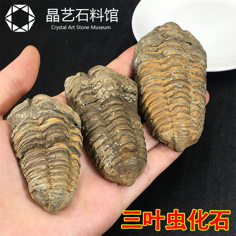 Natural Ancient Biological Fossils, Fish Fossils, Mud Fossils, Trilobites, Complete Fossil Specimens, Raw Stones for Teaching, Children's Science Education, and Play with Mineral Stones