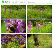 Wildflower grassland Bee picking pollen everywhere flowers HD video material