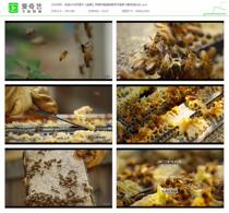 Super clear 4K video material (Bee) beekeeping Honey Hive close-up bee flying HD real shot