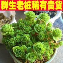 Succulents Mountain rose plant group long long old pile green plant potted plant Air purification shed rare and expensive goods