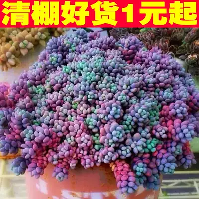 Succulent Plant Big Star Beauty Flower office indoor green plant bonsai green plant cute meat gardening explosive Basin