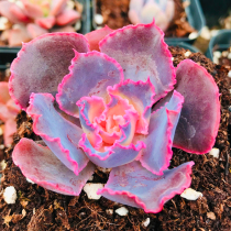 Succulents red heart sunset dance Yunnan new rare and expensive combination potted plants green plants flowers four seasons cute meat