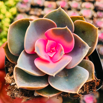 Succulents red heart lotus Yunnan new rare and expensive combination potted plant office balcony desktop cute meat