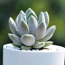 Succulents Fat beauty cute meat combination Green plant potted flowers Creative mini desktop gardening in the office