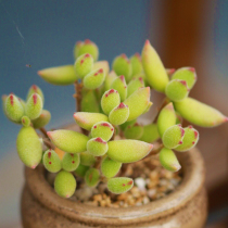 Succulents cat claws cat claws office indoor balcony radiation protection green plants creative flowers cute meat meat