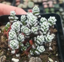 Succulents (white wonderful snowball)Radiation-proof green plant potted creative mini plants Flower gardening cute meat