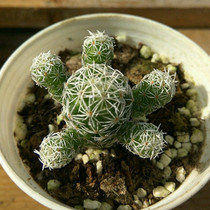 Succulents white birds multiple cactus cactus anti-radiation green plants potted flowers cute meat new