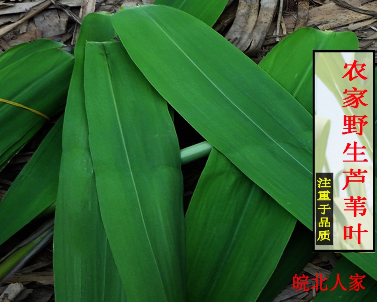 大芦苇叶,叶片,粽子(第14页)_大山谷图库